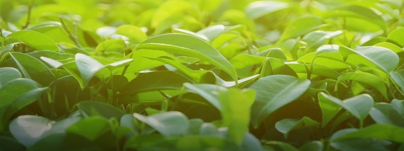 Boilerplate Dummy 01 800x300