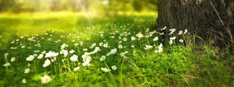 Boilerplate Dummy 03 800x300